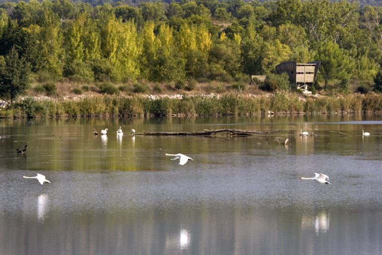 Plan d'eau avec des oiseaux